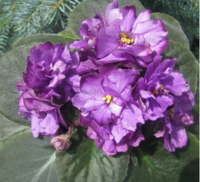 ЕК-Серебряный Век